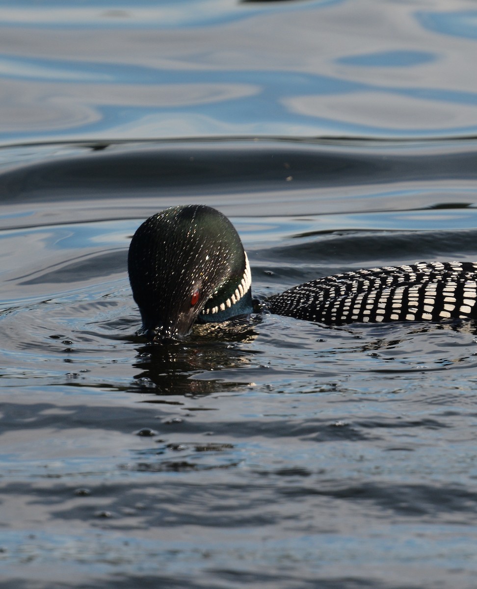 Plongeon huard - ML639668679