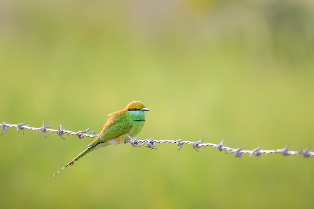 Asya Yeşil Arıkuşu - ML639668682