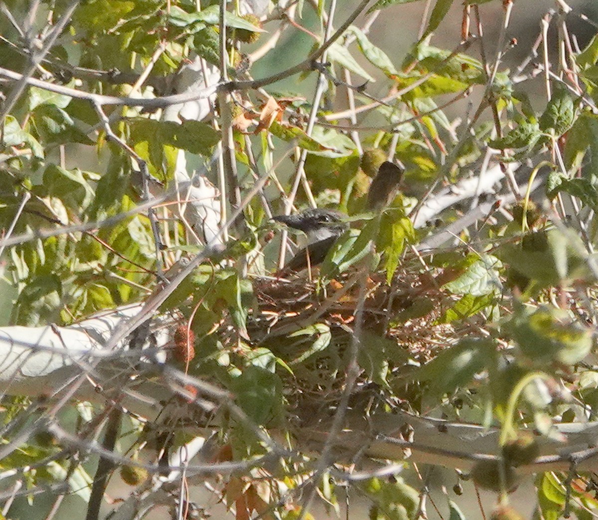 Thick-billed Kingbird - ML639668685