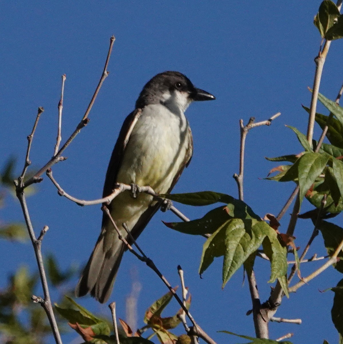 Thick-billed Kingbird - ML639668686