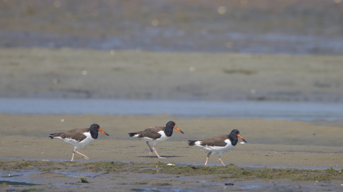 American Oystercatcher - ML639668715