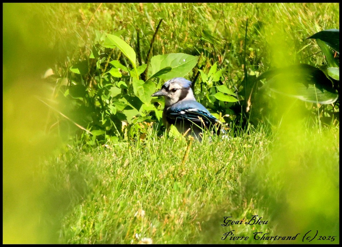 Geai bleu - ML639668767