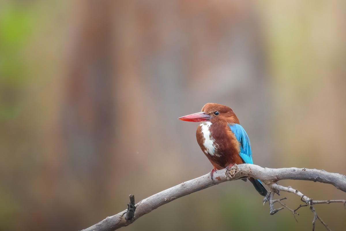 İzmir Yalıçapkını - ML639668781