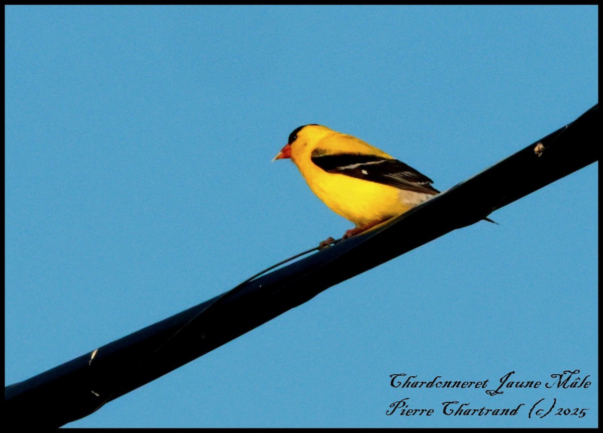 Chardonneret jaune - ML639668783