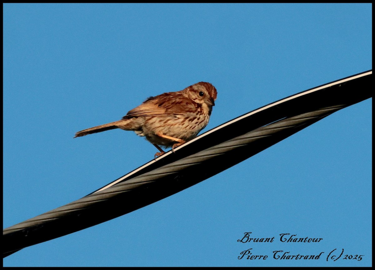 Bruant chanteur - ML639668786