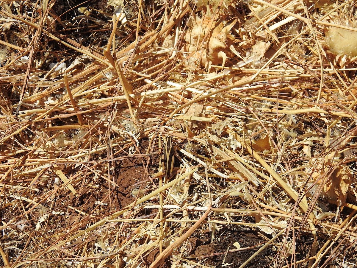 Animals - ML639668833