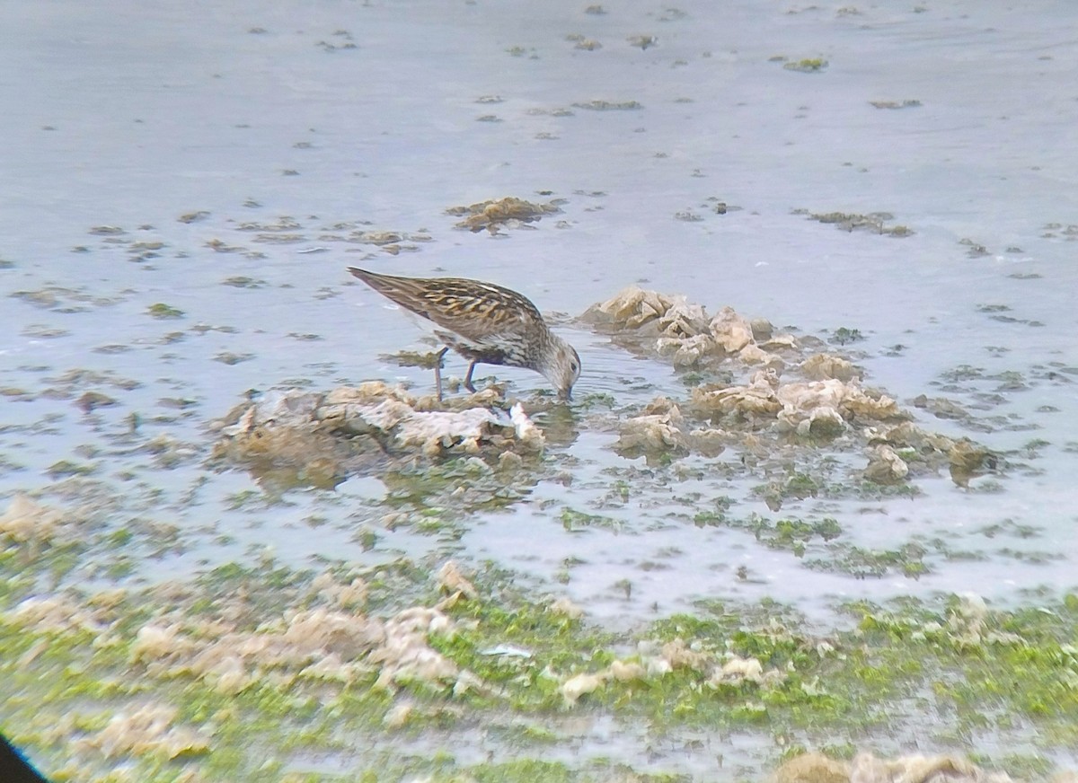 Dunlin - ML639668834