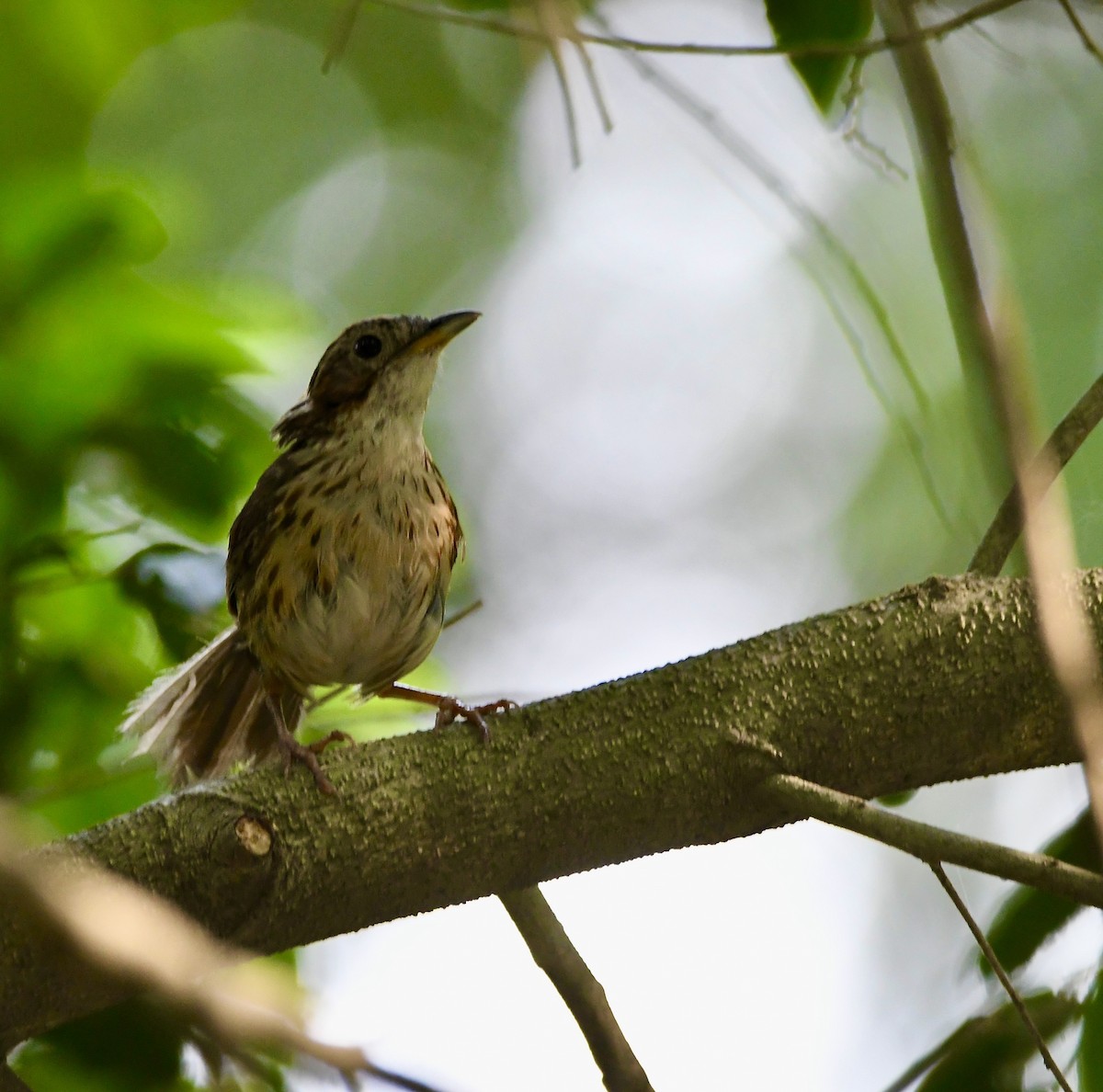Puff-throated Babbler - ML639668841