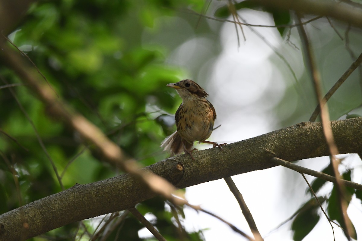 Puff-throated Babbler - ML639668842