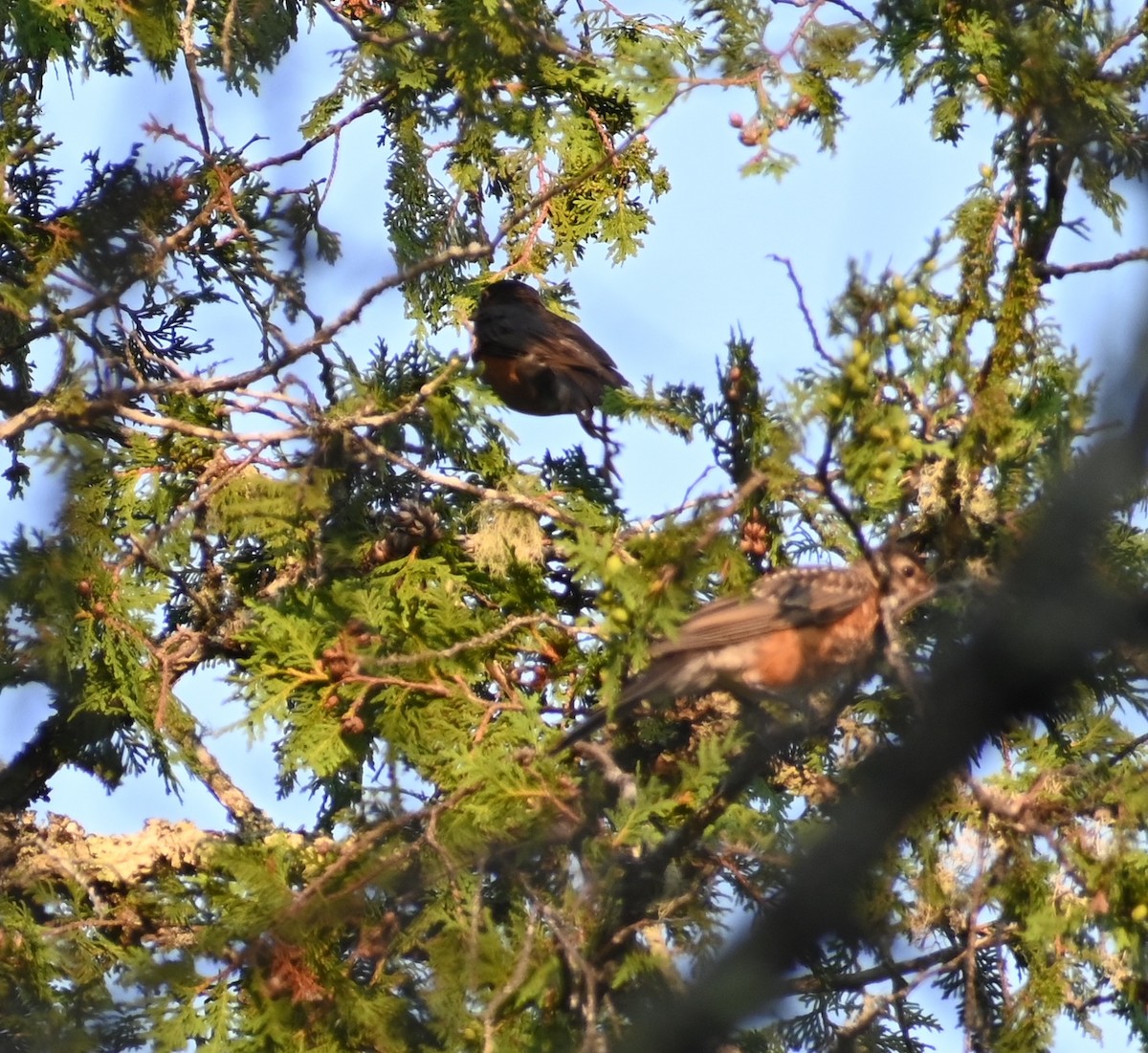 Дрізд мандрівний - ML639668843