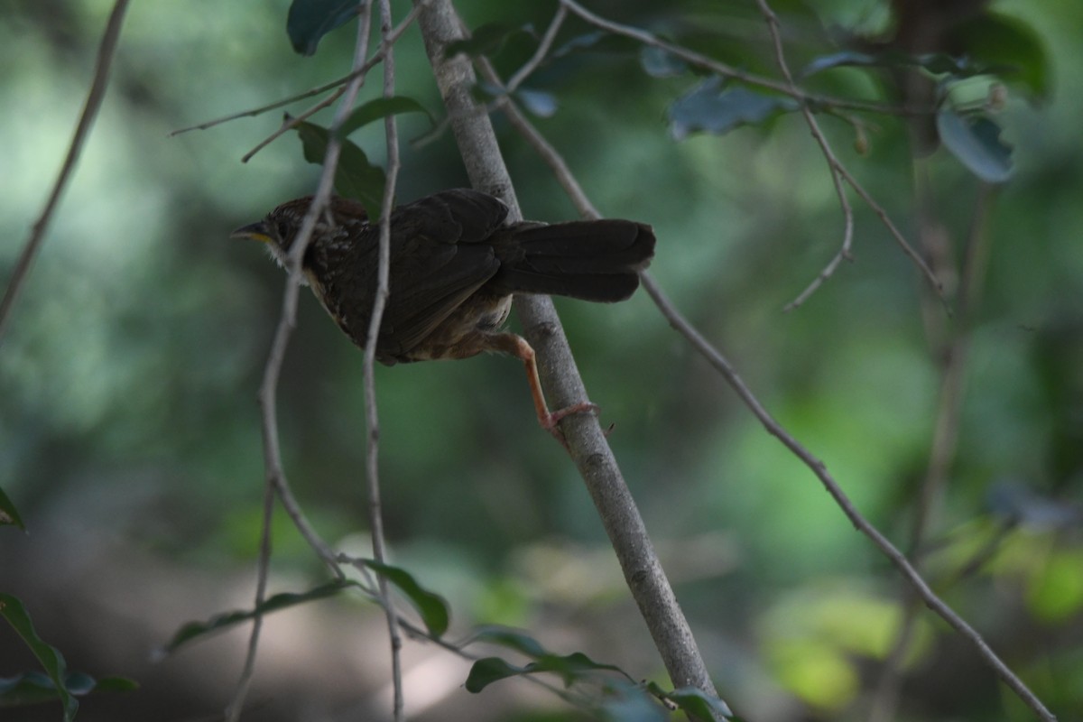 Puff-throated Babbler - ML639668844