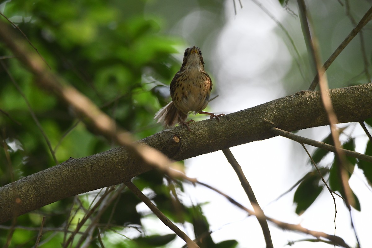Puff-throated Babbler - ML639668846
