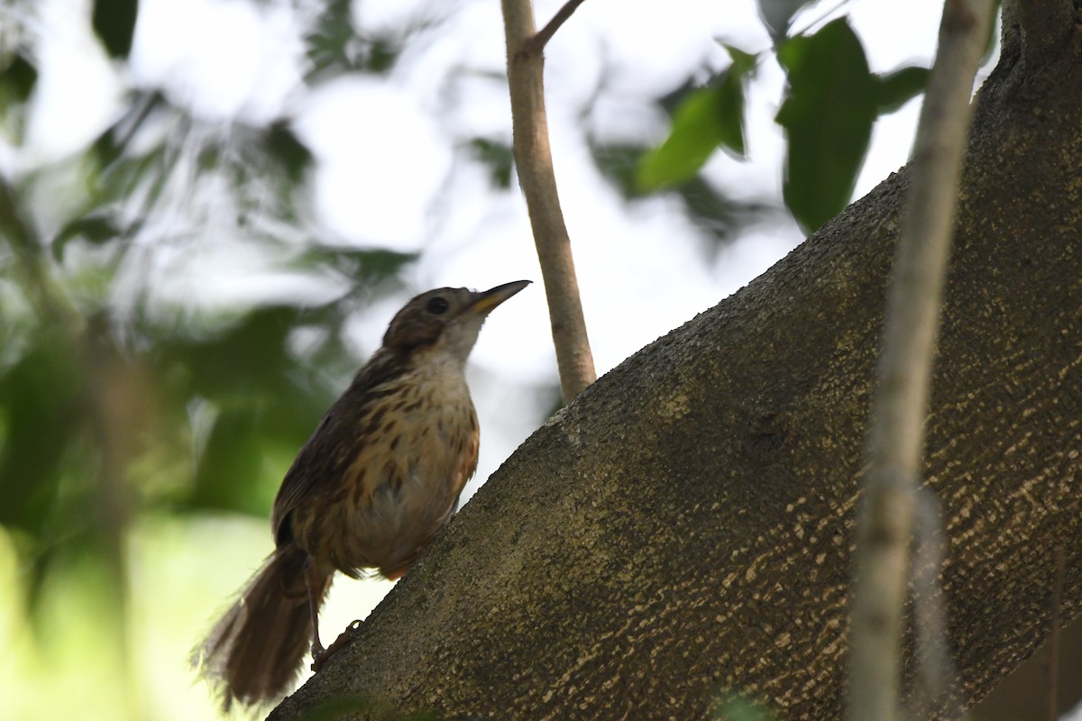 Puff-throated Babbler - ML639668847