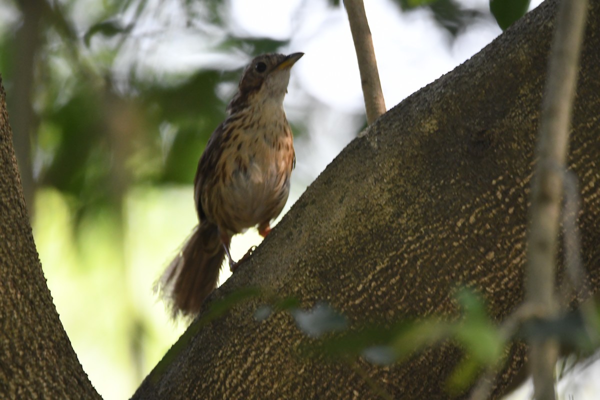 Puff-throated Babbler - ML639668848
