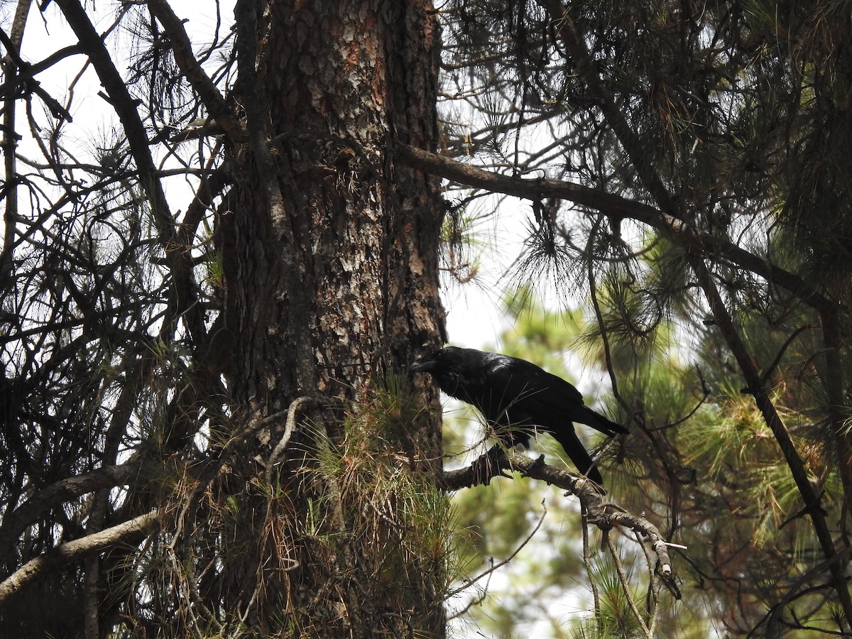 Common Raven - ML639668927