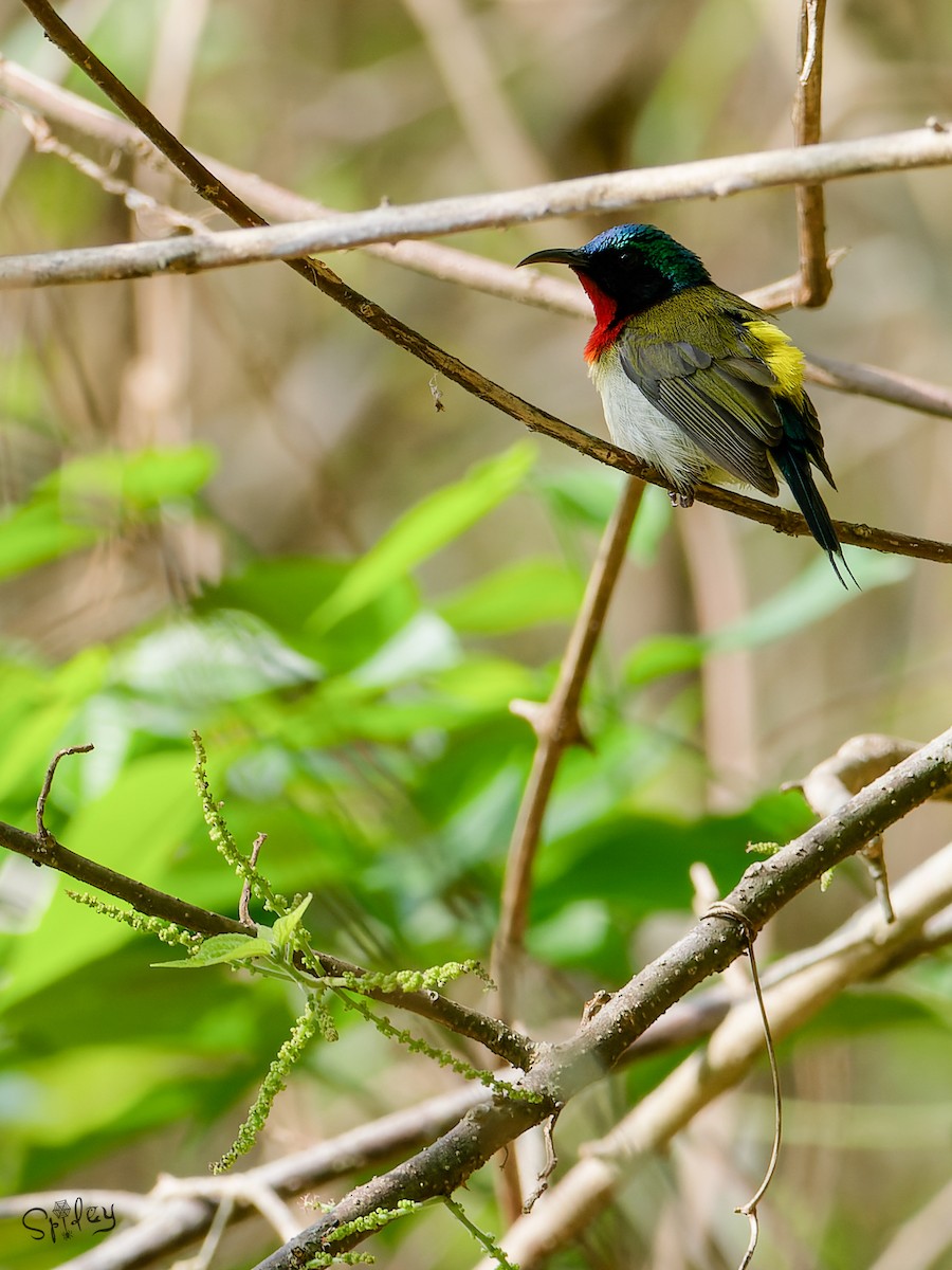 Fork-tailed Sunbird - ML639668999