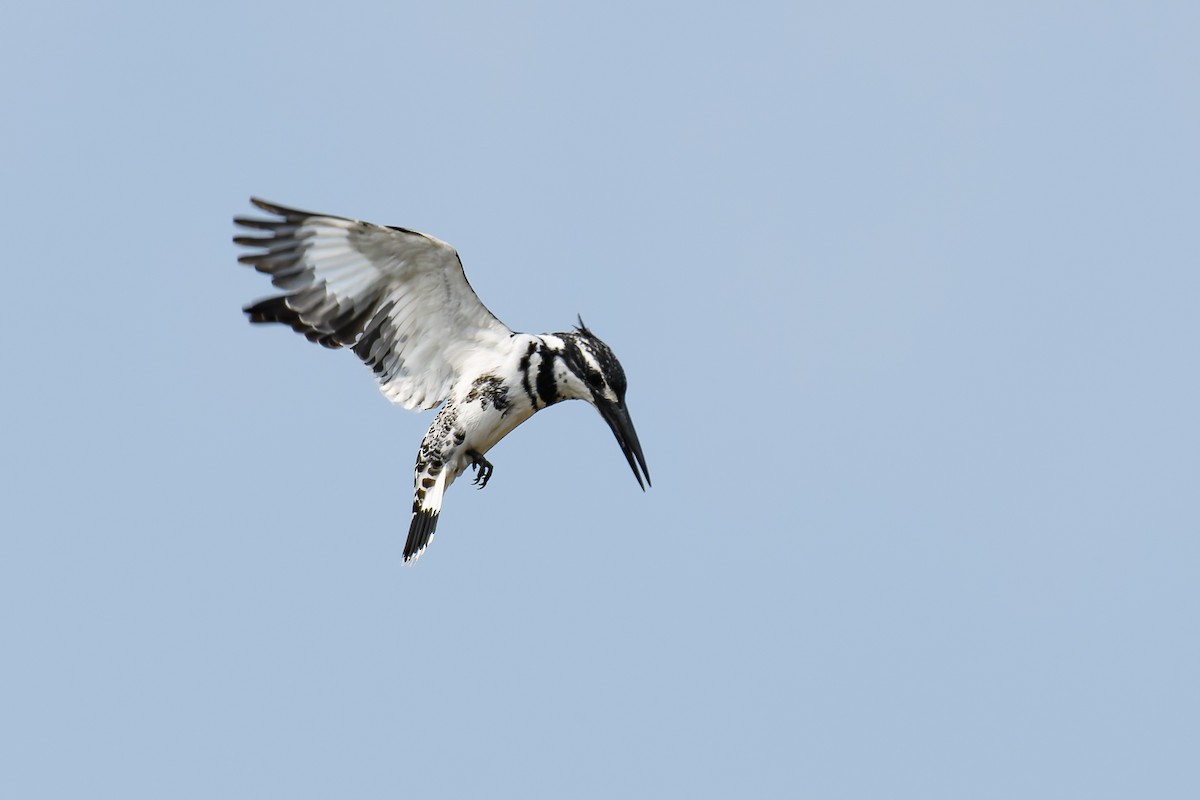 Alaca Yalıçapkını - ML639669001