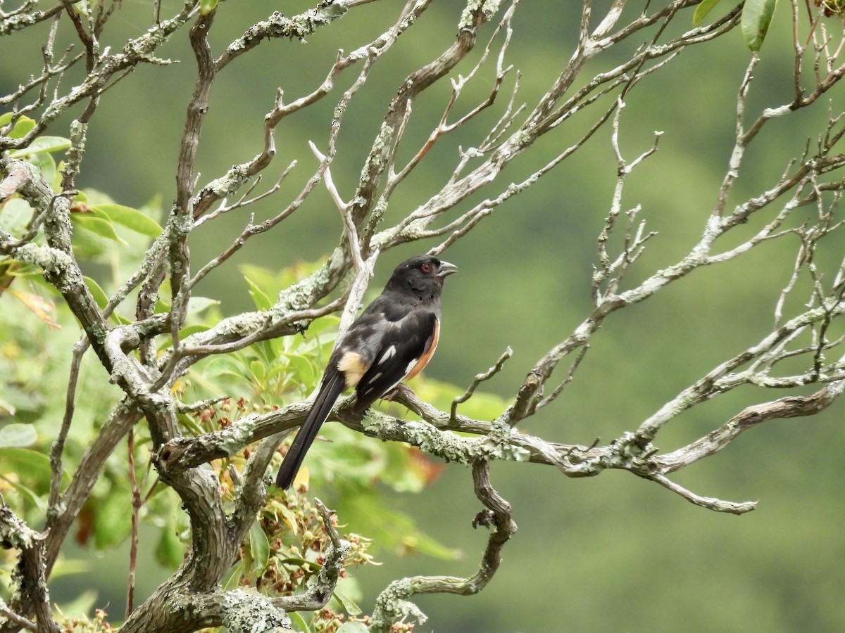Eastern Towhee - ML639669042