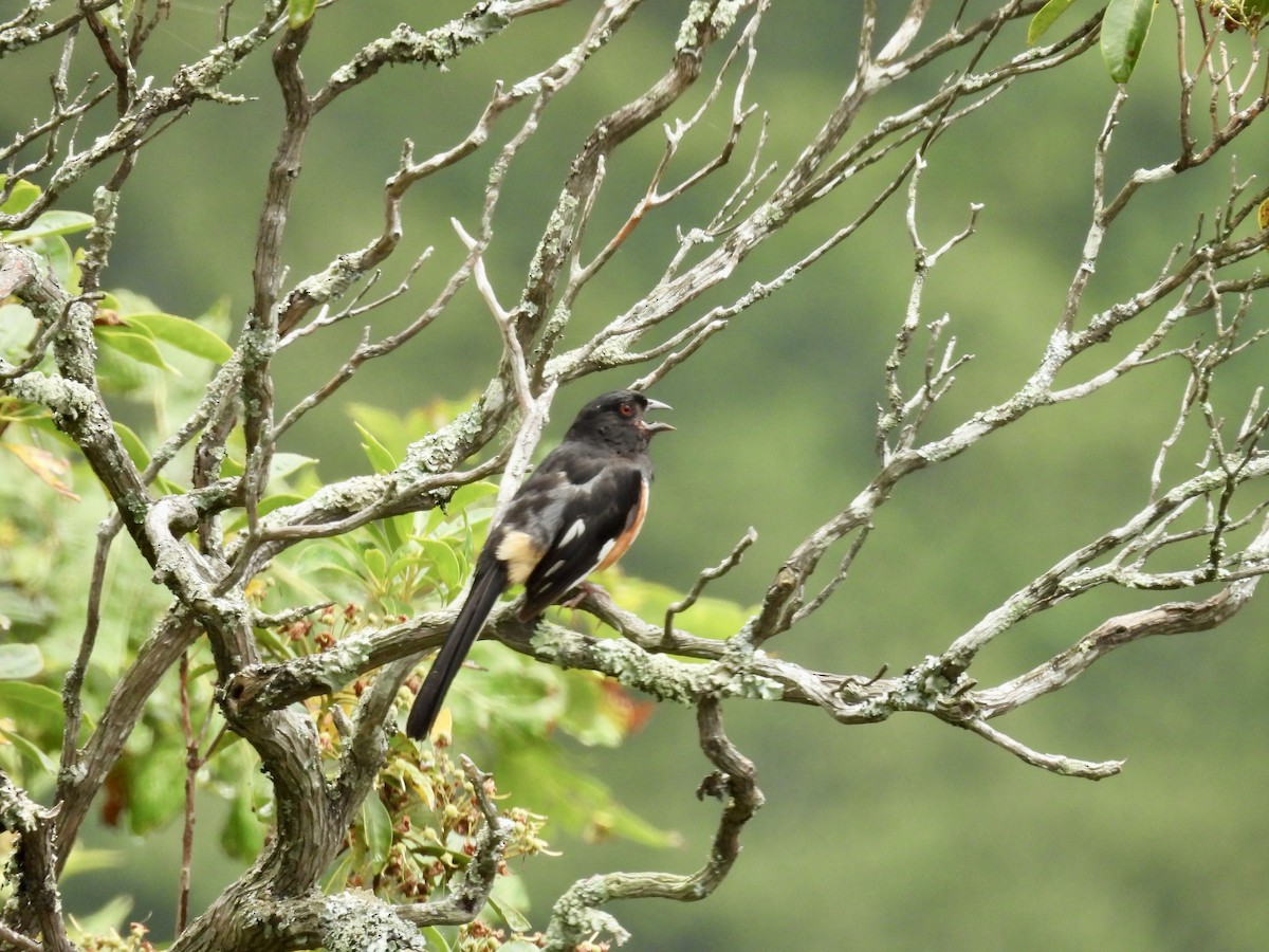 Eastern Towhee - ML639669043
