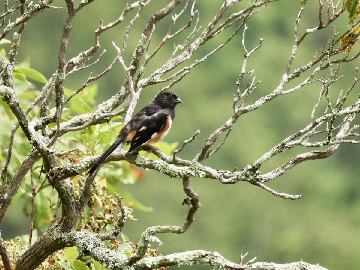 Eastern Towhee - ML639669044