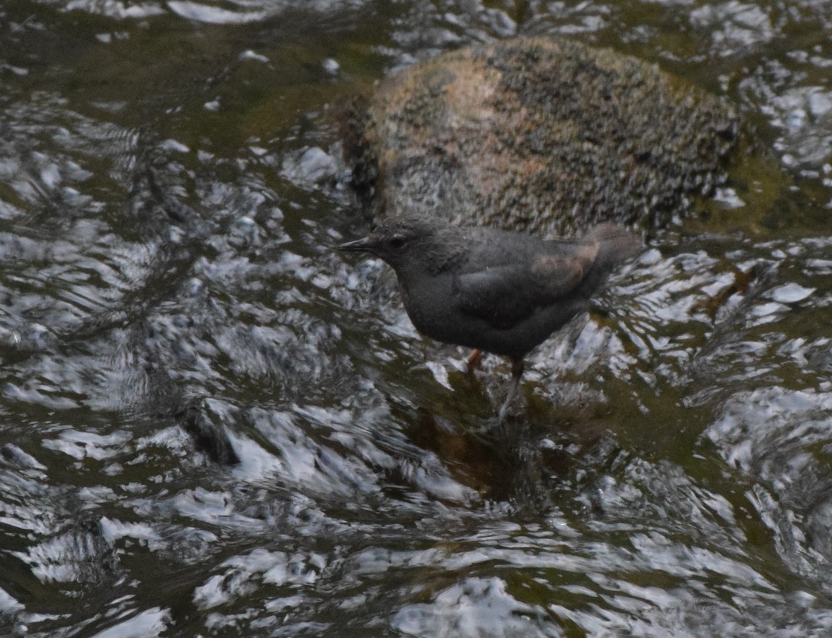 American Dipper - ML639669055