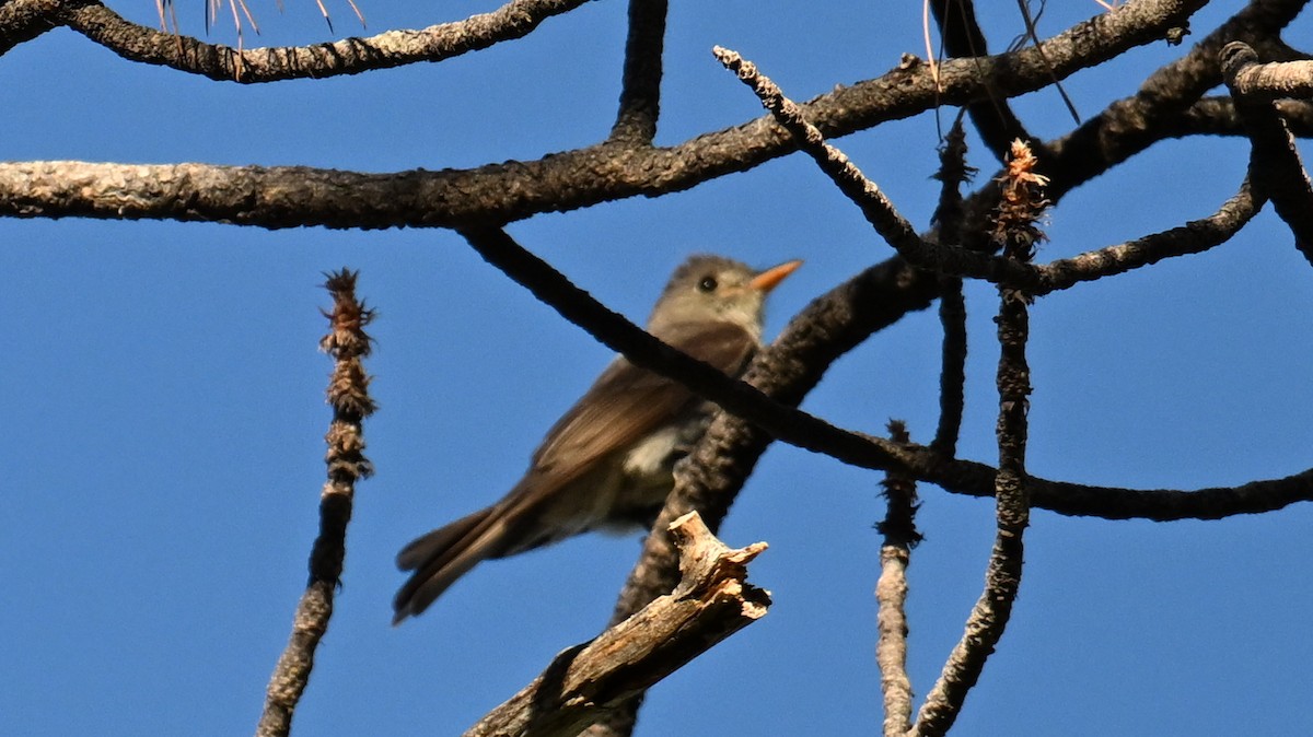 Greater Pewee - ML639669079