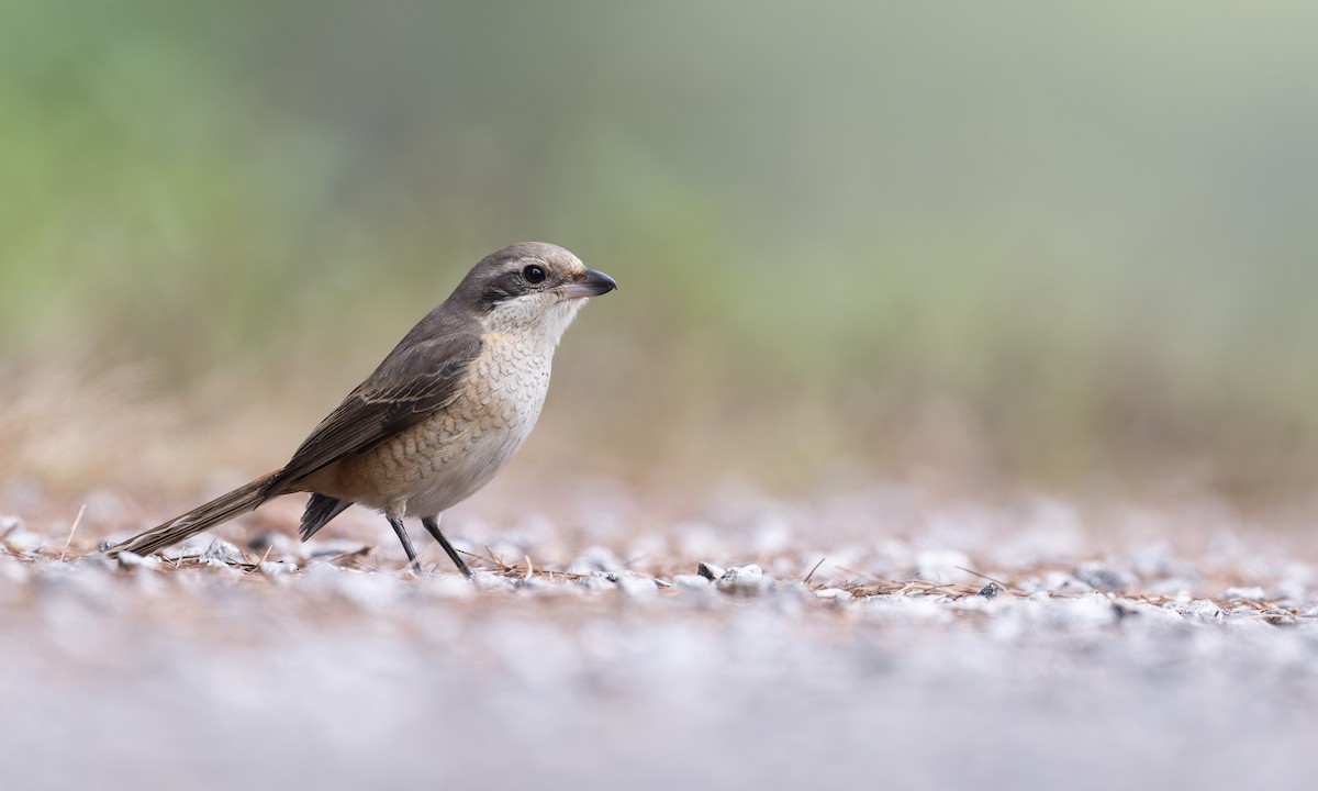Brown Shrike - ML639669092