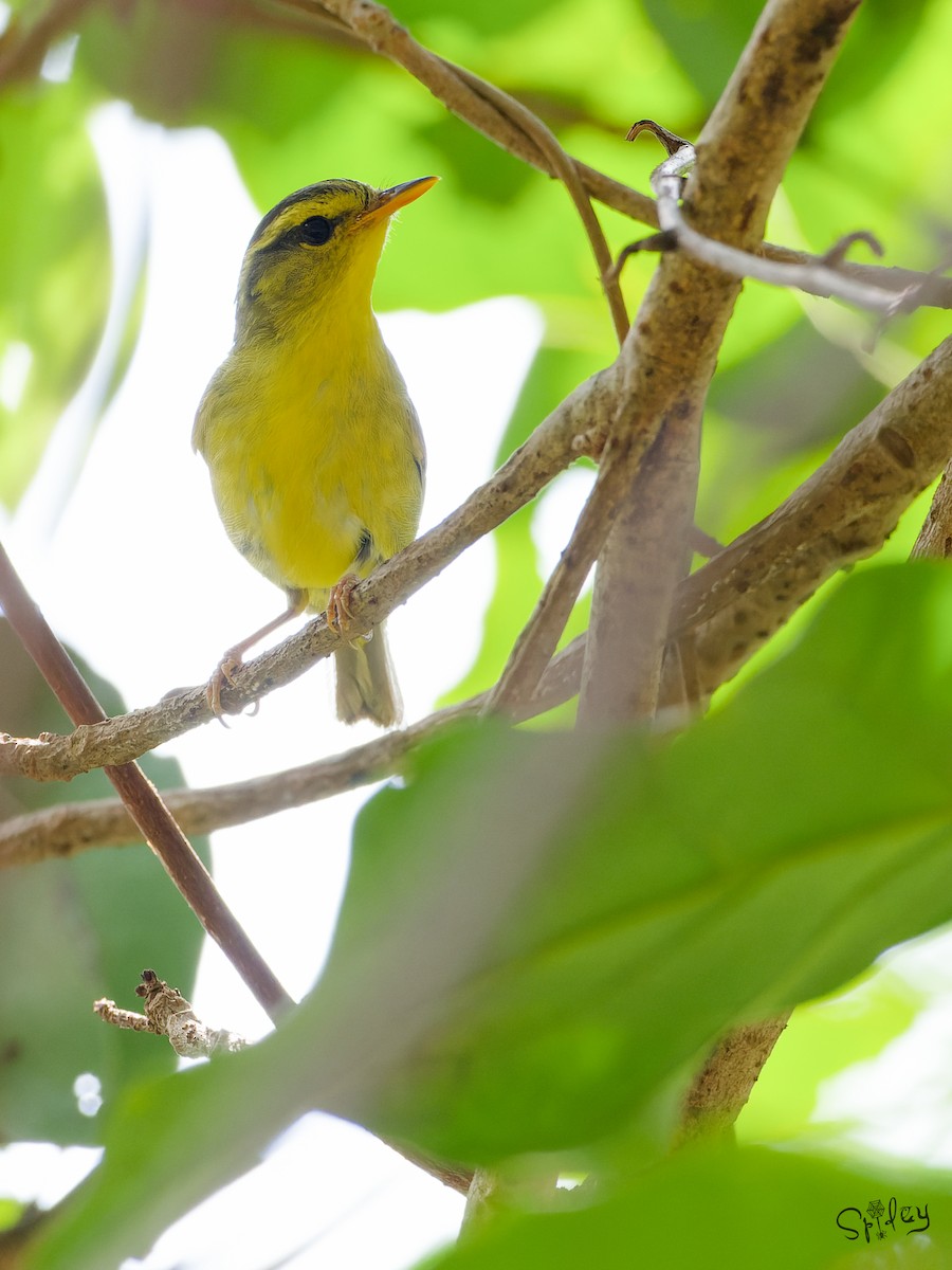 Limestone Leaf Warbler - ML639669100