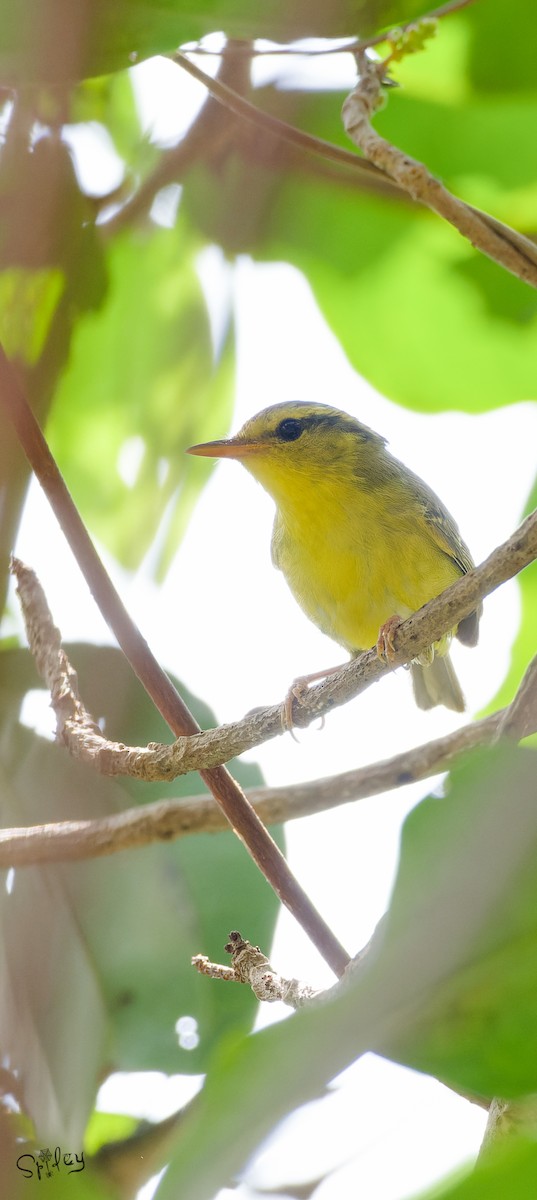 Limestone Leaf Warbler - ML639669102
