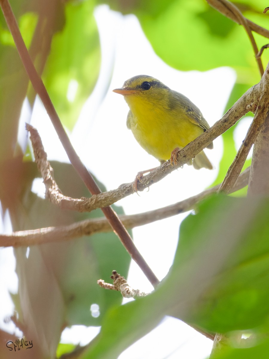 Limestone Leaf Warbler - ML639669107