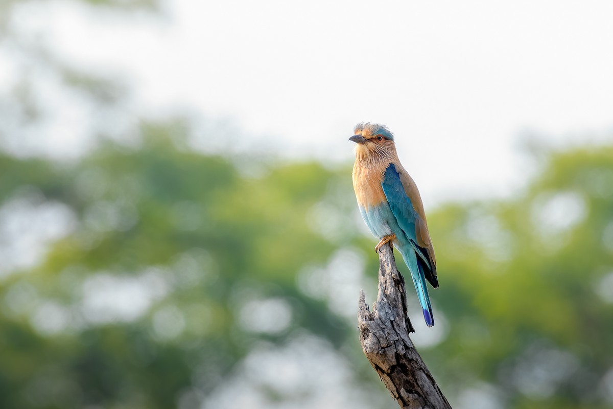 Hint Gökkuzgunu - ML639669182