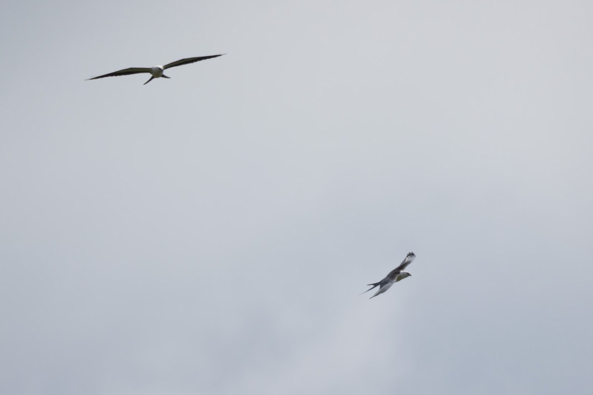 Schwalbenweih - ML639669255