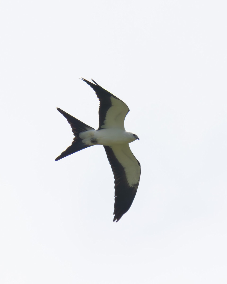 Schwalbenweih - ML639669256