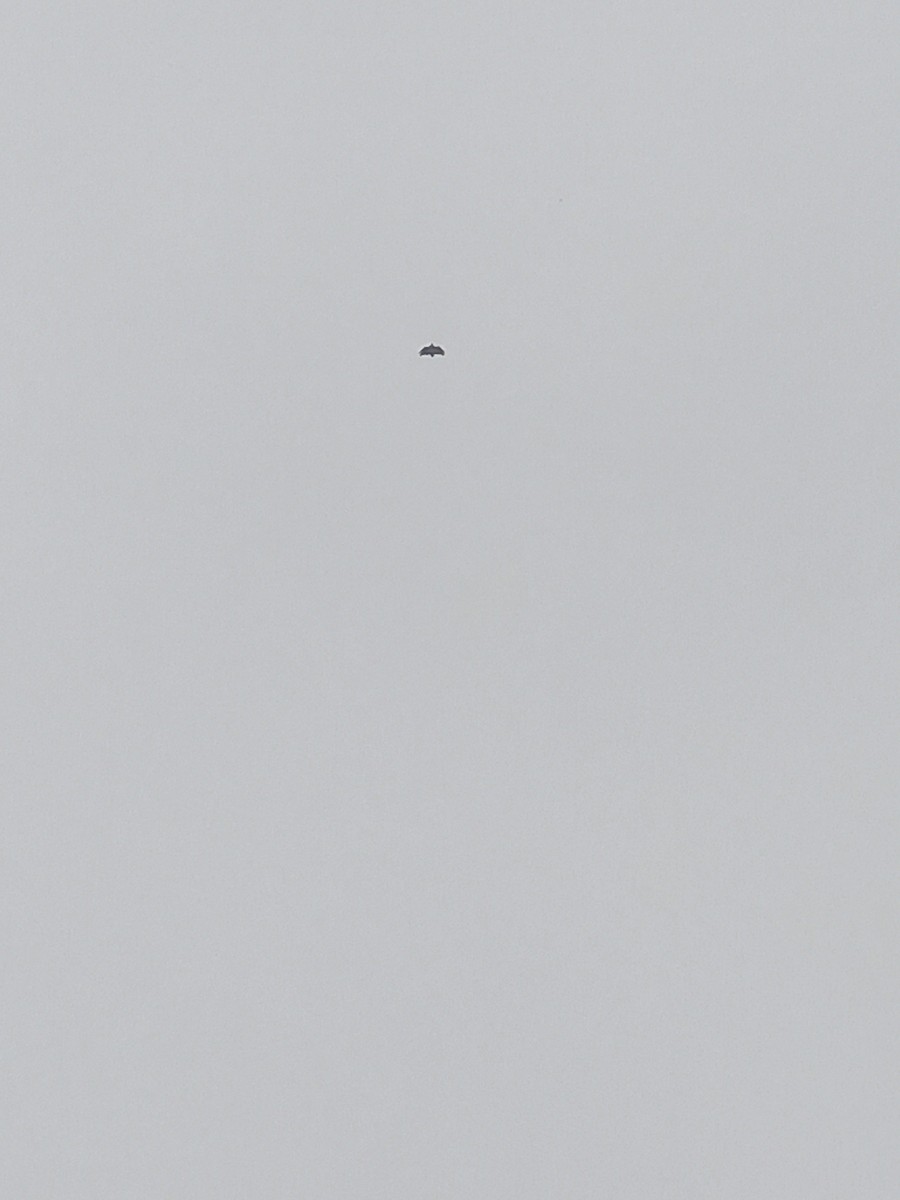 Black Vulture - ML639669287