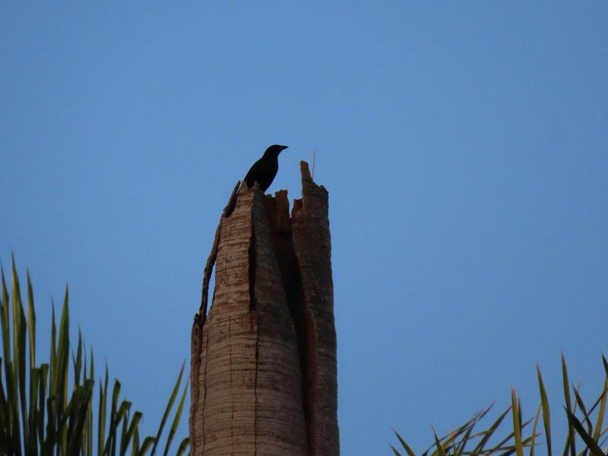 Cuban Blackbird - ML639669389