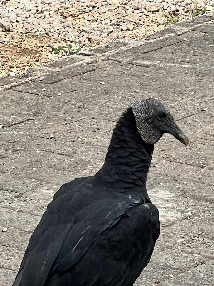Black Vulture - ML639669438
