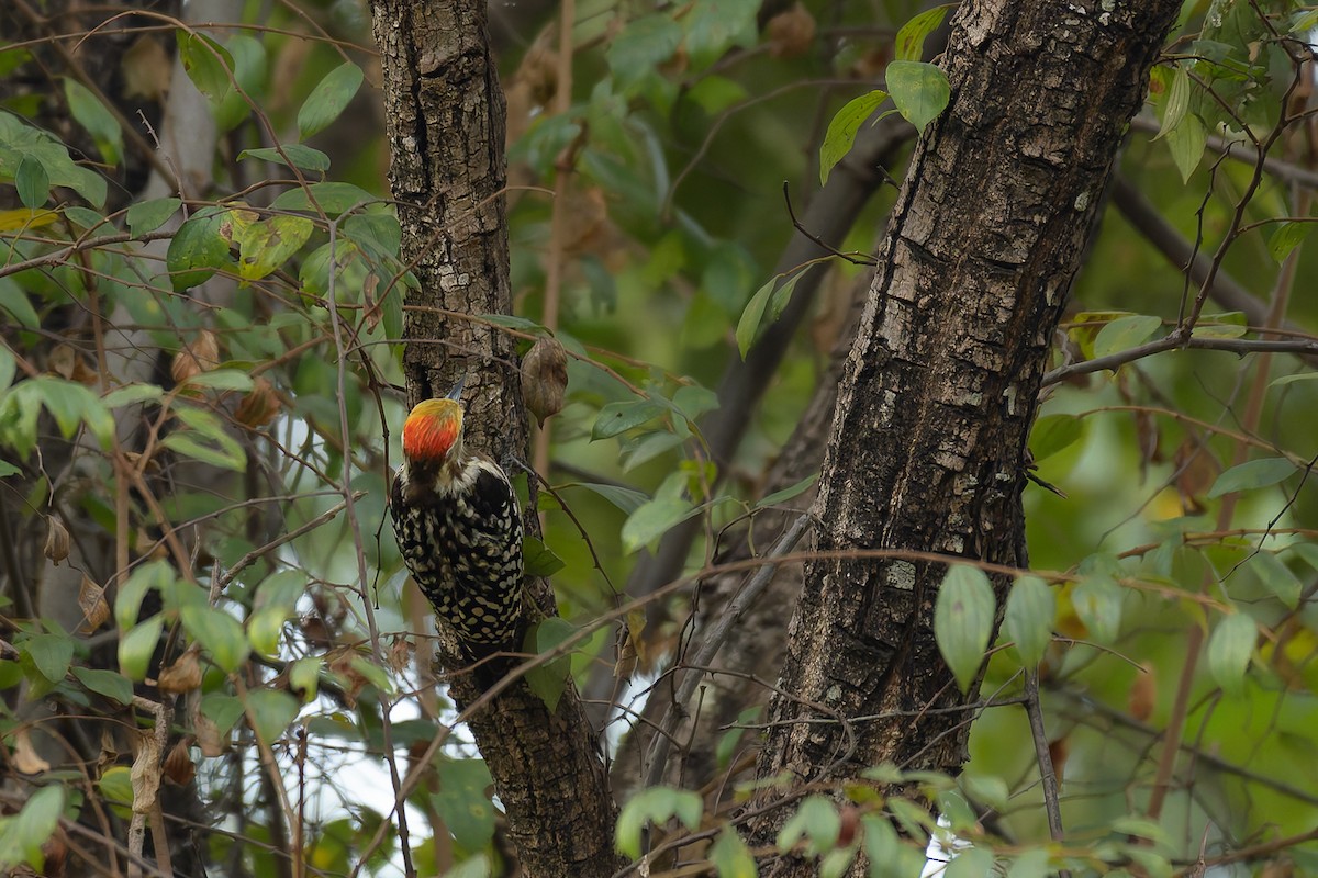 Sarı Başlıklı Ağaçkakan - ML639669496