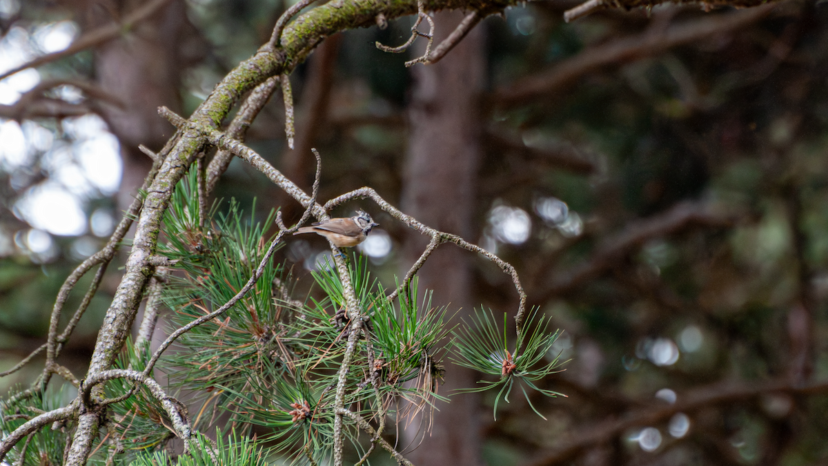 Crested Tit - ML639669581