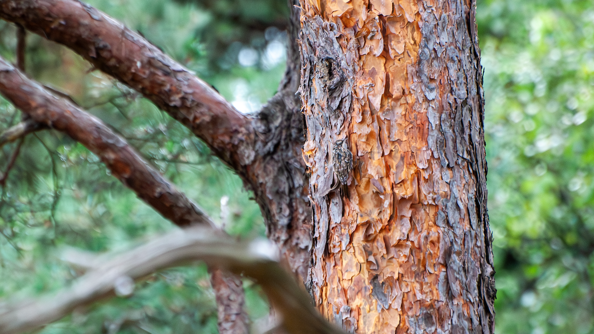 Short-toed Treecreeper - ML639669598