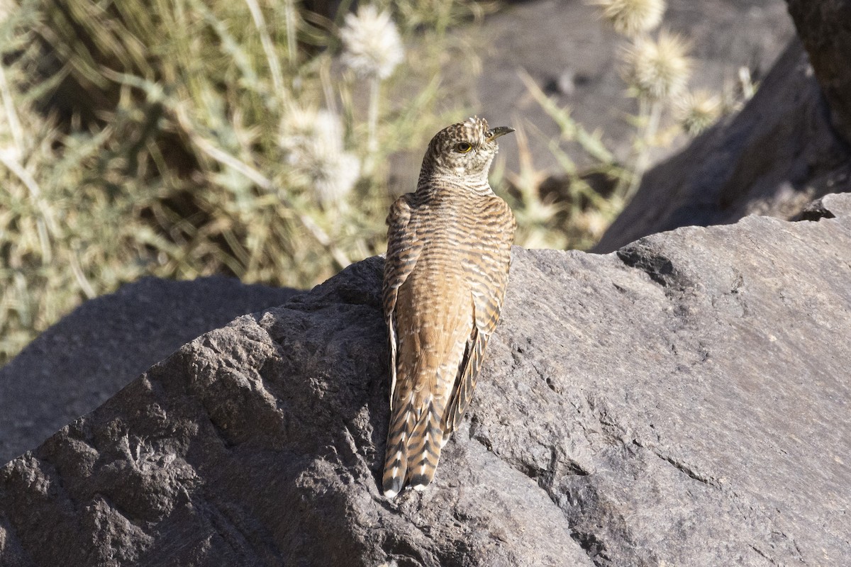 Common Cuckoo - ML639669601