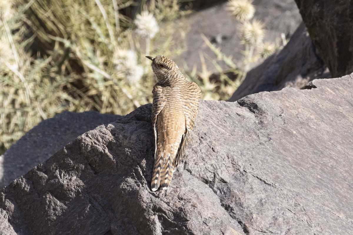 Common Cuckoo - ML639669602