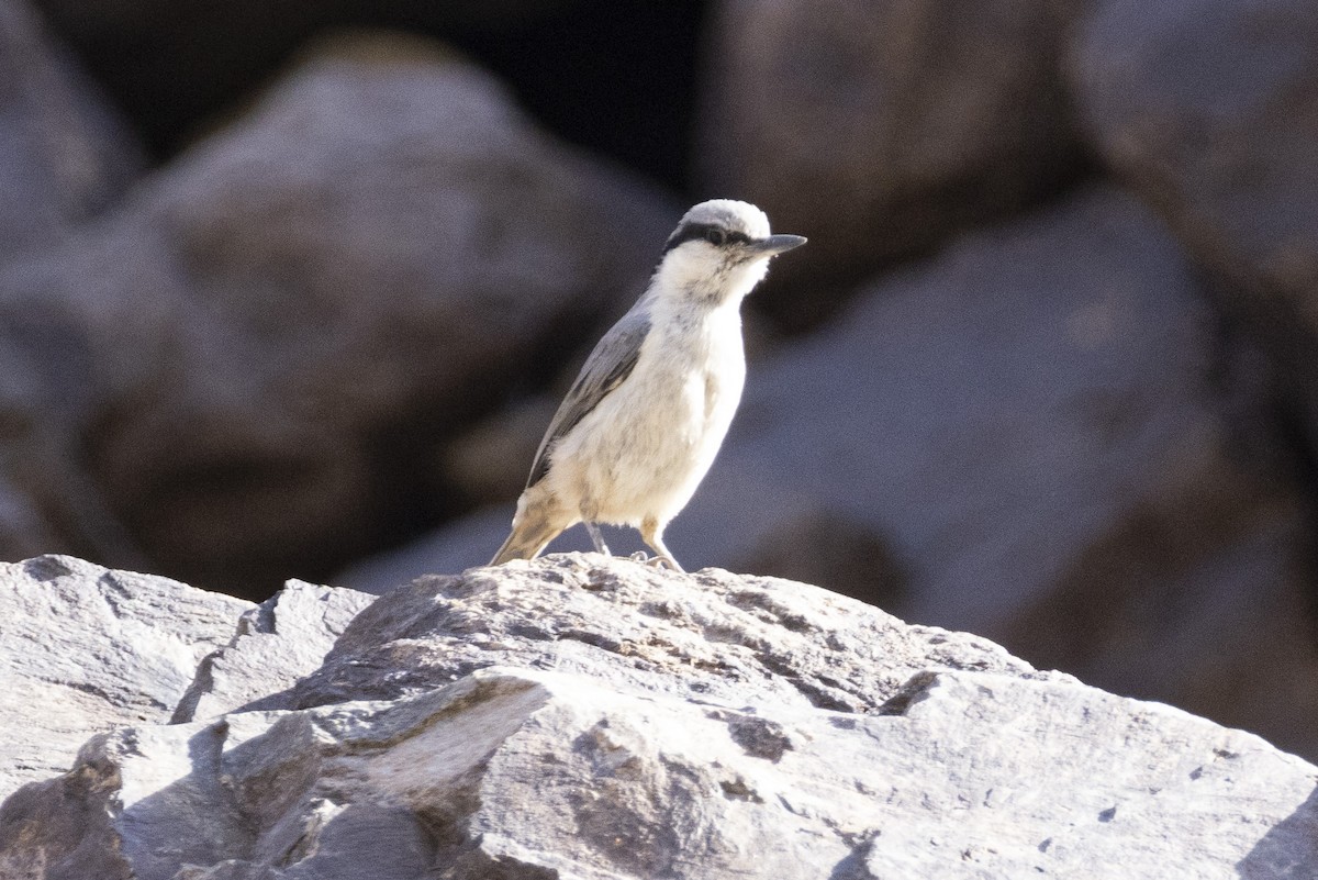 Eastern Rock Nuthatch - ML639669622