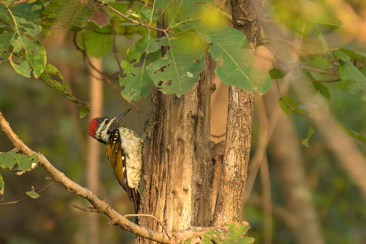 Kara Belli Alev Tepeli Ağaçkakan - ML639669628