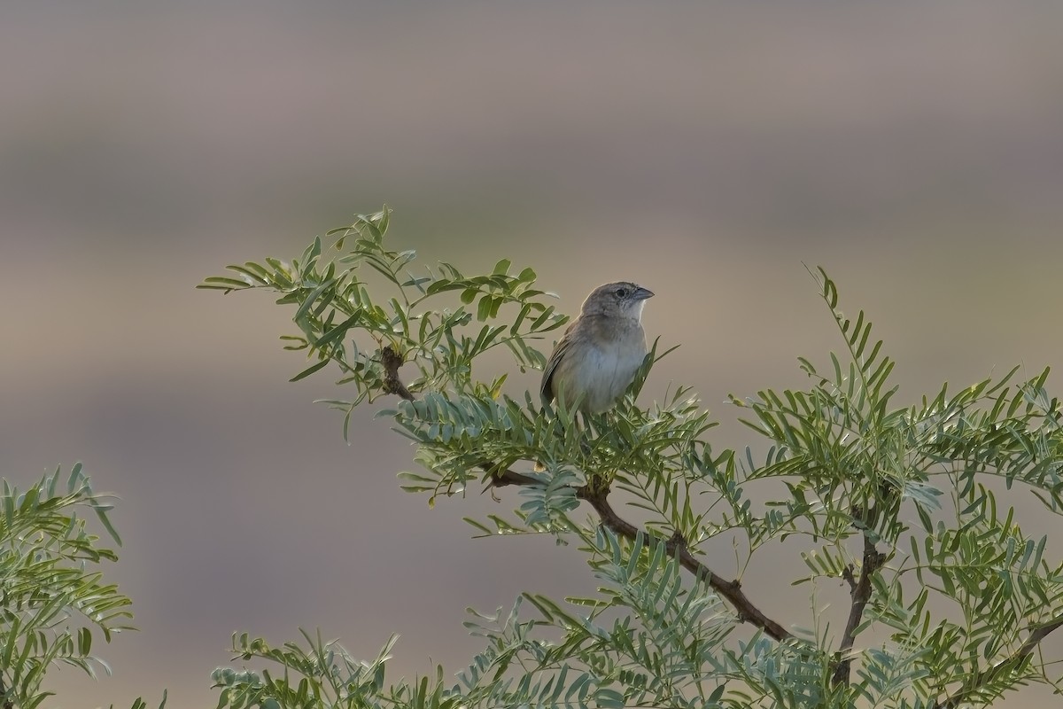 Botteri's Sparrow - ML639669633