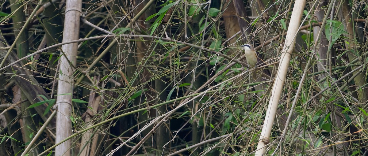 Brown Shrike (Brown) - ML639669642