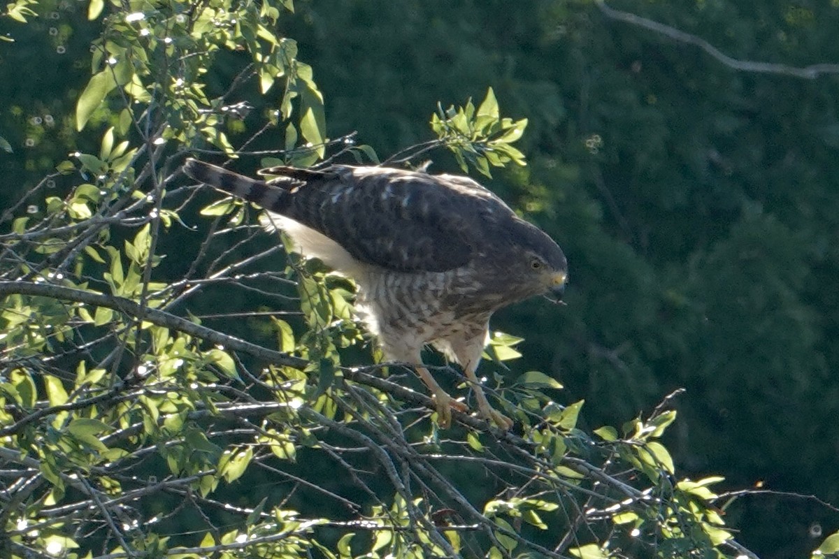 Roadside Hawk - ML639669697
