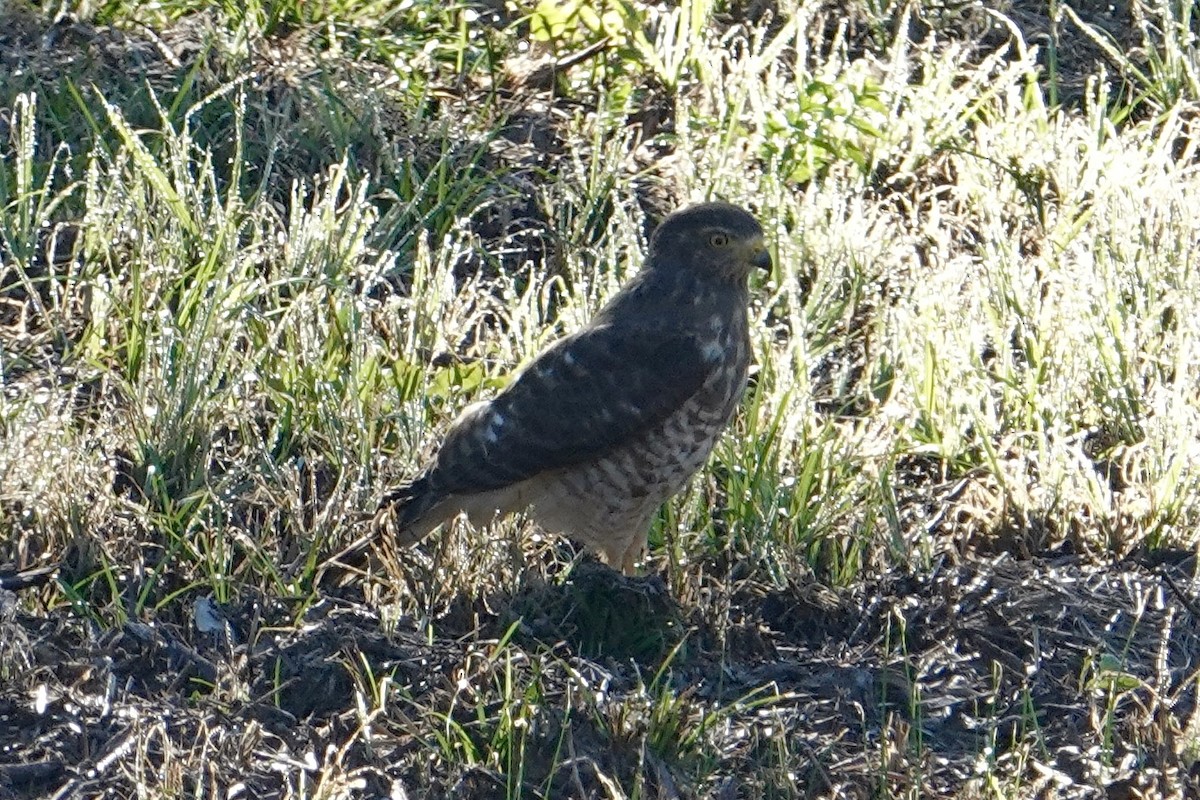 Roadside Hawk - ML639669698