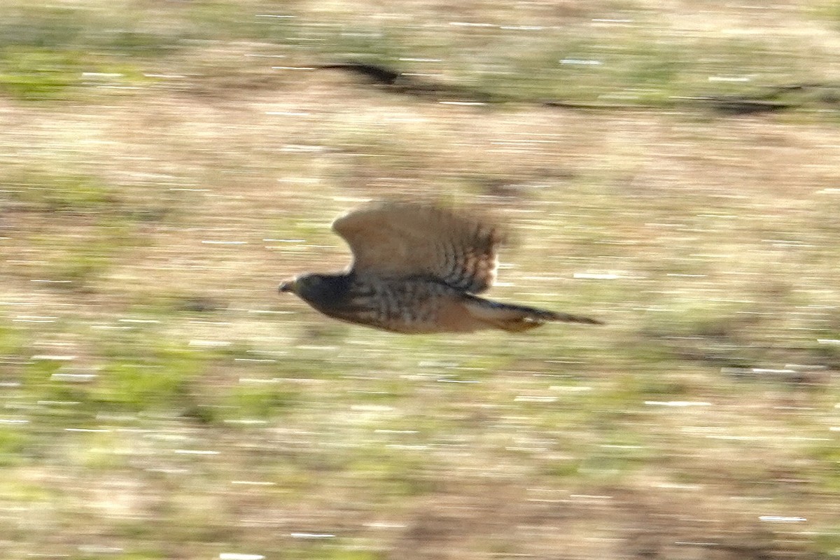 Roadside Hawk - ML639669699
