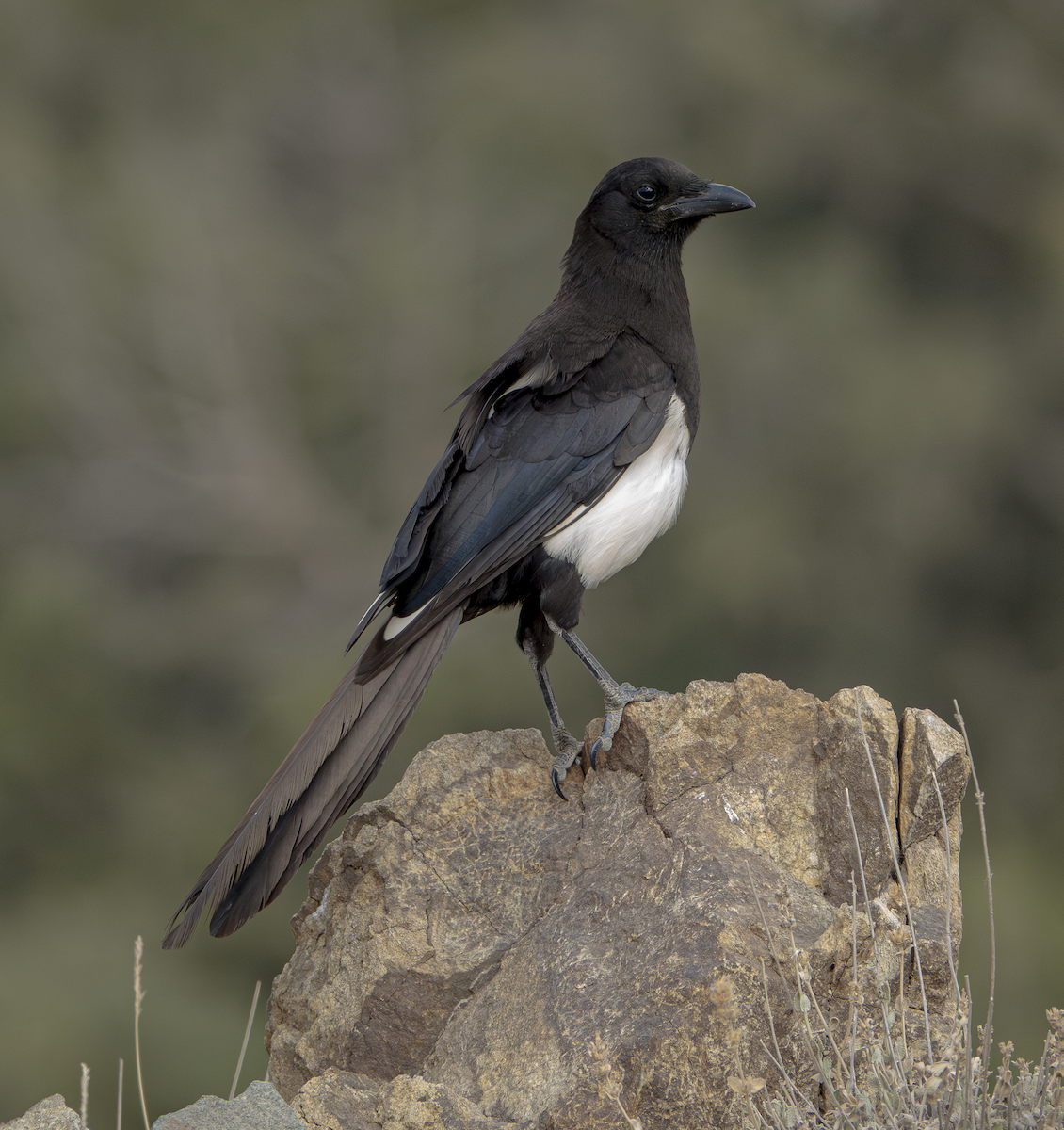 Asir Magpie - ML639669718