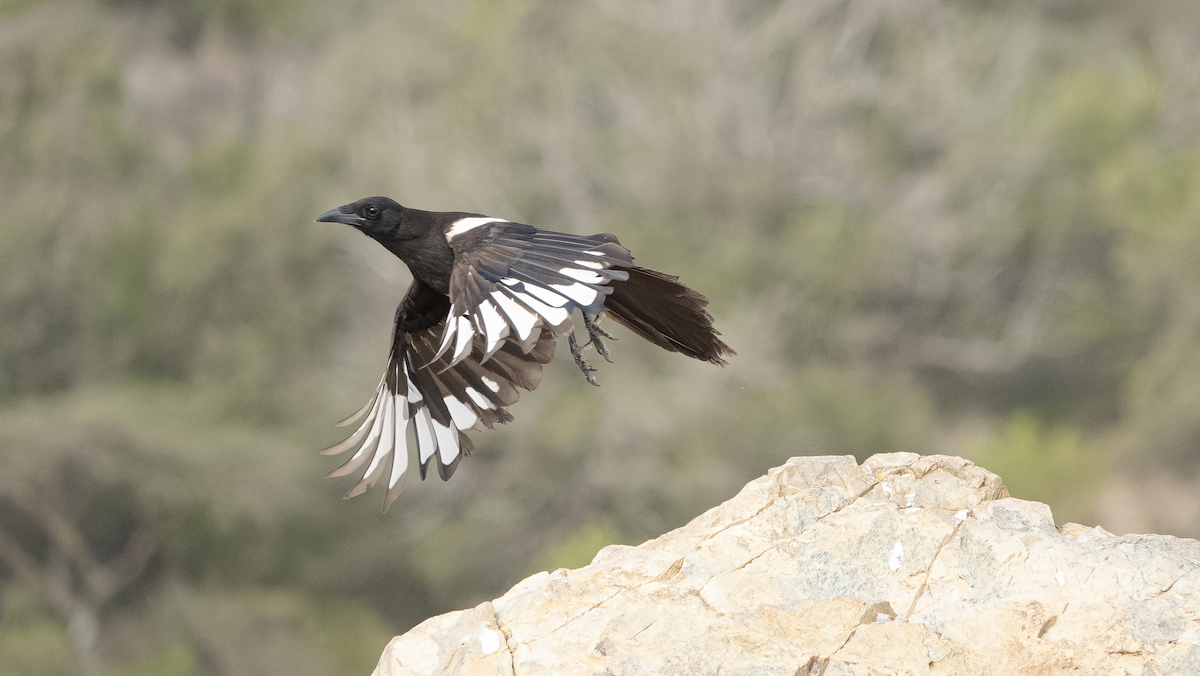 Asir Magpie - ML639669741